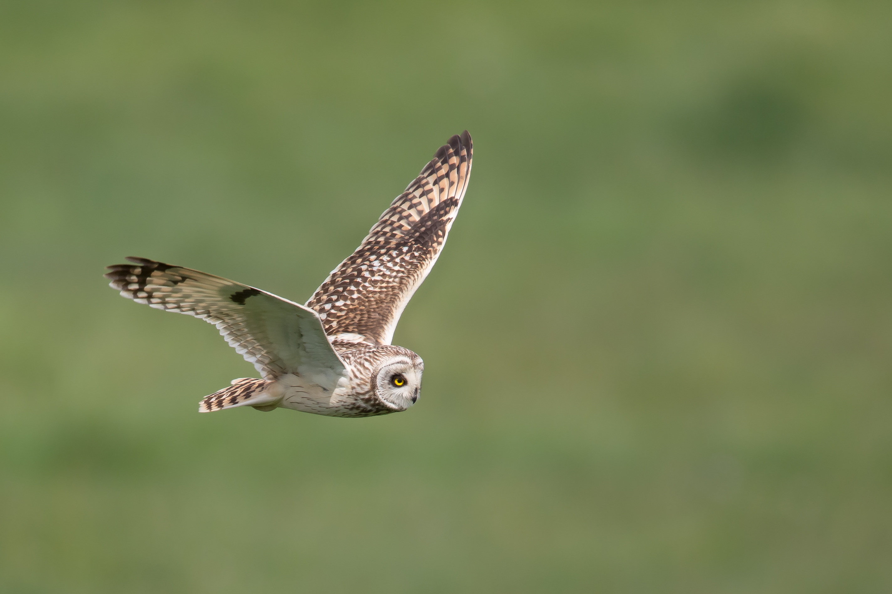 Birdwatching Holiday - NEW! Highlights of the Highlands - Wildlife and Culture