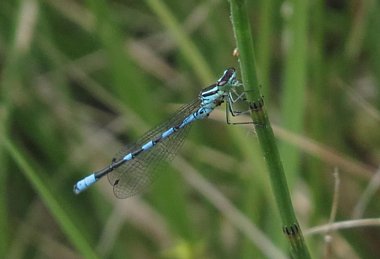 Birdwatching Holiday - Butterflies, Dragons and Birds