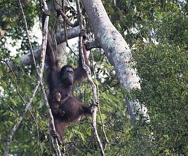 Birdwatching Holiday - NEW! Borneo