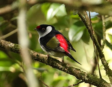 Birdwatching Holiday - NEW! South East Brazil - The Atlantic Forest