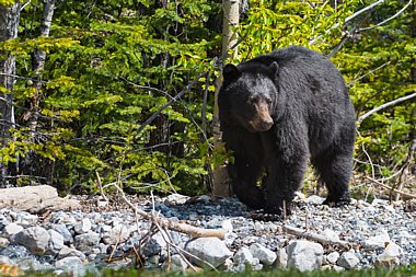 Birdwatching Holiday - NEW! British Columbia