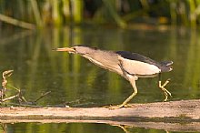 Birdwatching Holiday - Bulgaria in Autumn