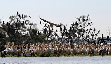 Birdwatching Holiday - NEW! Bulgaria and Northern Greece in winter