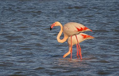 Birdwatching Holiday - Camargue 