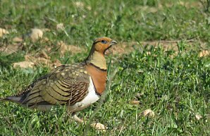 Birdwatching Holiday - Spain - Catalonia and south-east Aragon