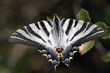 Birdwatching Holiday - Spain for birds and butterflies 