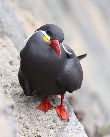 Birdwatching Holiday - Chile