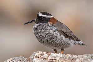 Birdwatching Holiday - NEW! Chile - The Atacama Desert