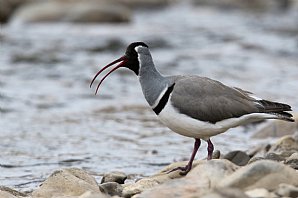 Birdwatching Holiday - NEW! China - Qinghai province and the Tibetan Plateau