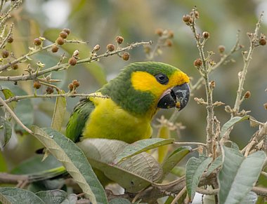 Birdwatching Holiday - Colombia 