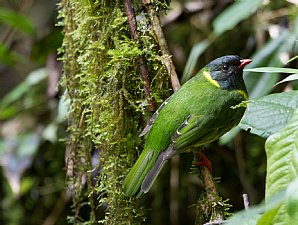 Birdwatching Holiday - New! Colombia