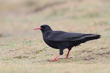 Birdwatching Holiday - West Cornwall in Autumn for birders