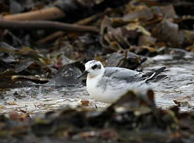 Birdwatching Holiday - North Ronaldsay & Orkney in Autumn for birders