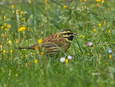 Birdwatching Holiday - Cornwall in Spring