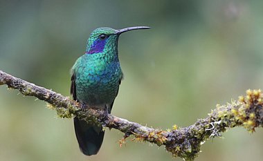 Birdwatching Holiday - NEW! Costa Rica Classic in November