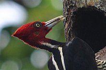 Birdwatching Holiday - Costa Rica Classic Tour - PLUS! 