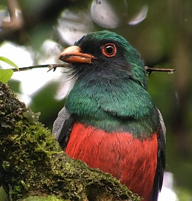 Birdwatching Holiday - Costa Rica Classic Tour