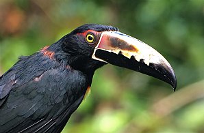 Birdwatching Holiday - NEW! Costa Rica: Birding, Whales and wildlife during migration