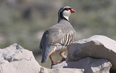 Birdwatching Holiday - Croatia