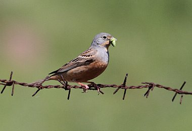 Birdwatching Holiday - Cyprus