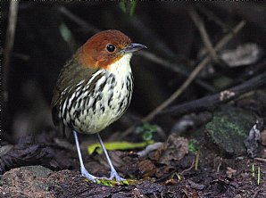 Chestnut-crowned Antpitta