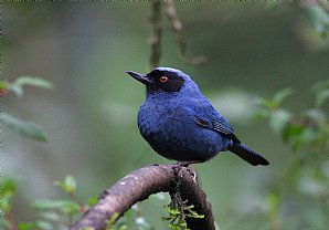 Masked Flowerpiercer 