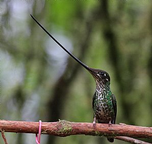 Sword-billed Hummingbird 