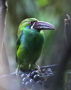 28Sept-Crimson-rumpedToucanet MG 0145-copy-DavePullan