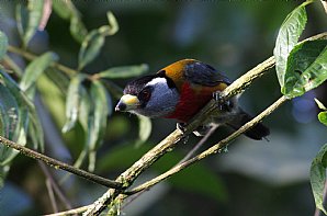 Birdwatching Holiday - Ecuador and Amazon Rainforest option