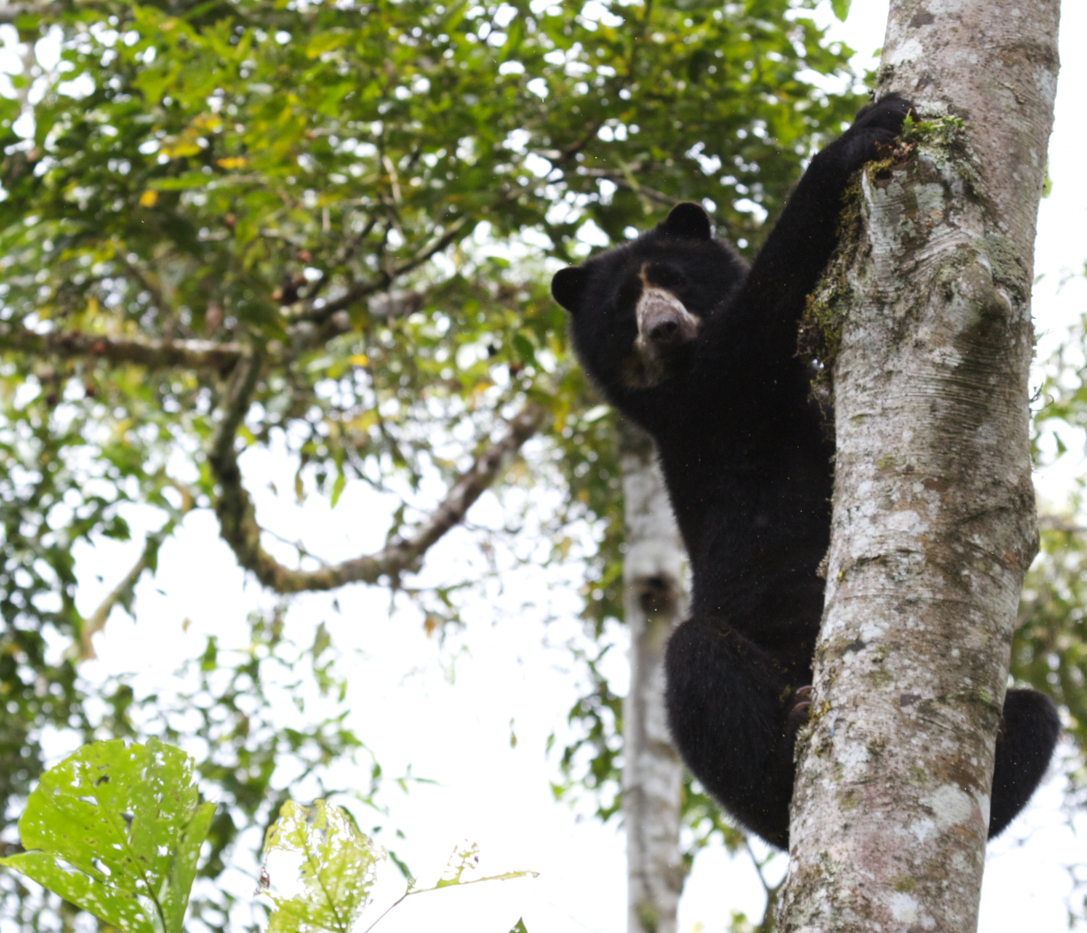 Andean-Bear