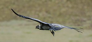 Andean-Condor-2