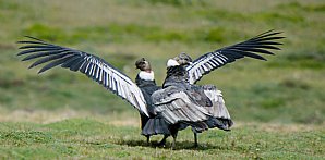 Andean-Condor