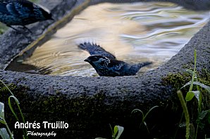 berylspangled-tanager-AT