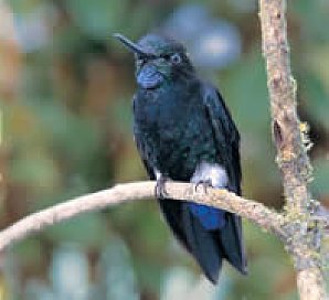 black-breasted-puffleg-sm