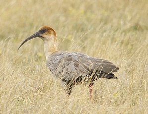 Black-Faced-Ibis