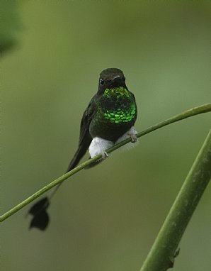 Booted-Racket-Tail