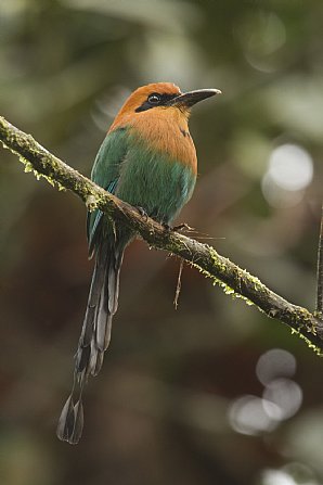 Broad-Billed-Motmot