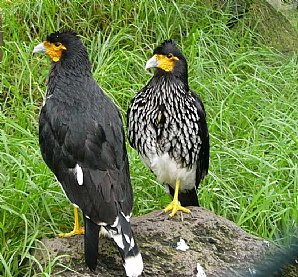 Caracara