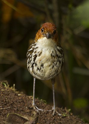 Chestnut-Crowned-Antpitta