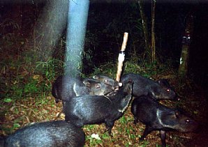 Collared-Peccary