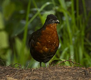 Dark-backed-Wood-Quail