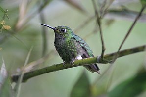 glowing-puffleg-guangIMG 5601