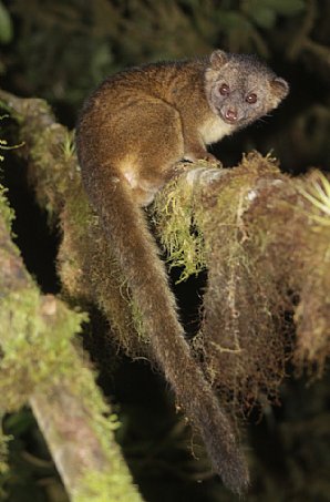 Olinguito-1