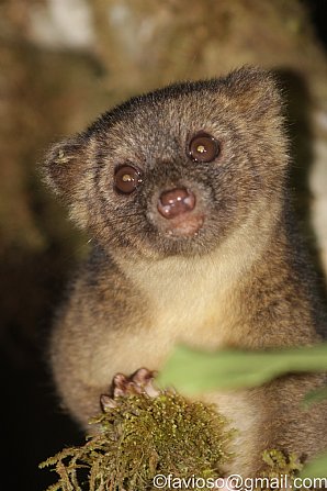 Olinguito