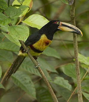 Pale-Mandible-Aracari