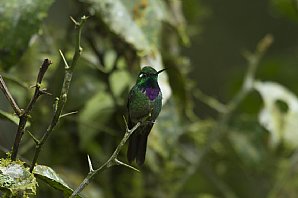 Purple-Bibbed-Whitetip