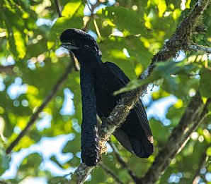 Umbrella-bird