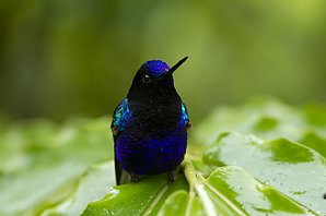 Velvet-purple-Coronet