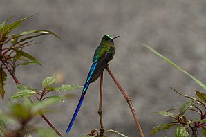 Violet-Tailed-Sylph