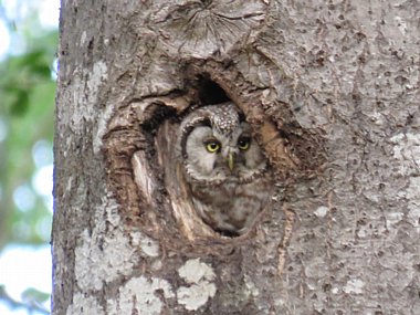 Birdwatching Holiday -  Estonia in Spring